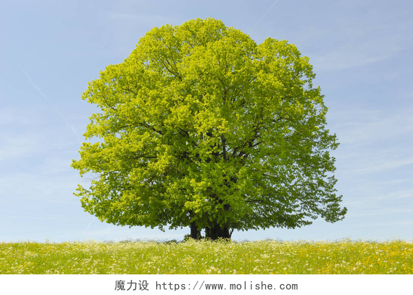 户外高大茂密的大树单大椴树在田间与完美的树梢
